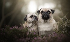 传奇对决与东方崛起：德约科维奇二十连胜神话与中国军团沸腾之夜-足球直播ayx